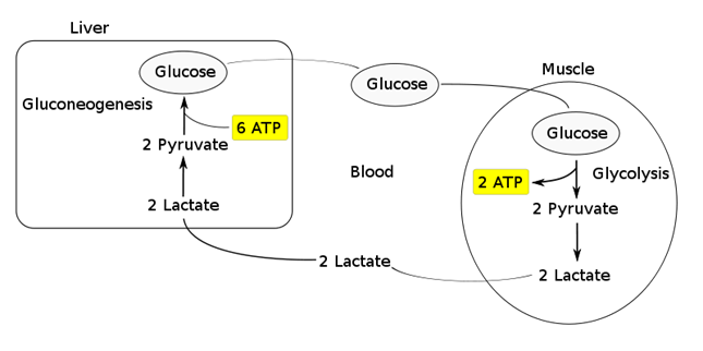 J - Acid Base Physiology - CICM Wrecks