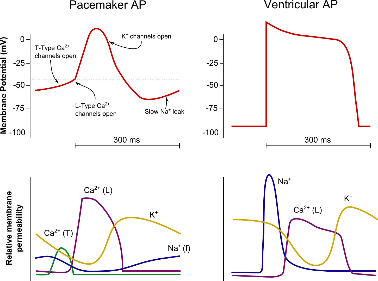 G02 Electrical Properties of the Heart CICM Wrecks