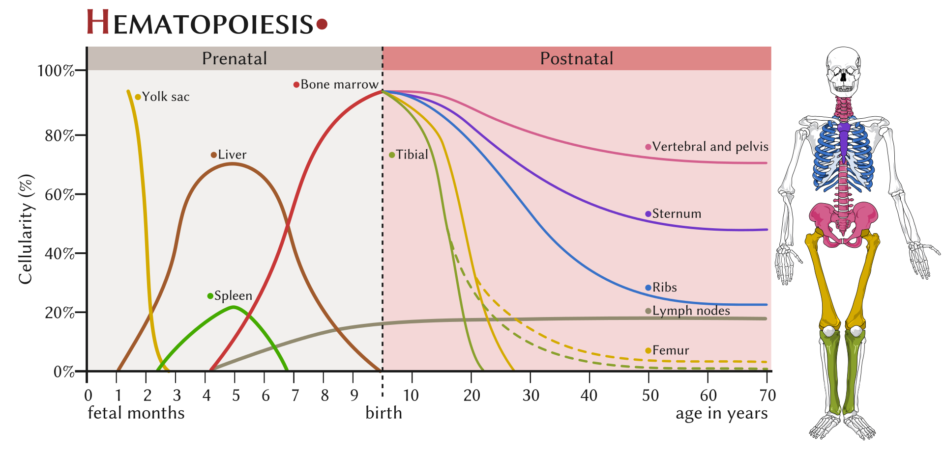 Q01 - Physiology of Haematological System - CICM Wrecks