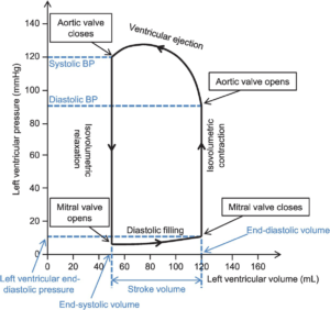 G03 - Determinants and Control of Cardiac Output - CICM Wrecks