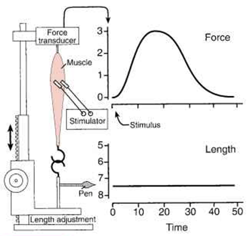 isometric vs isotonic contraction graph