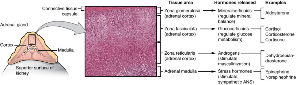 Diagram used in Endo – Renal/Adrenal — Master Answer