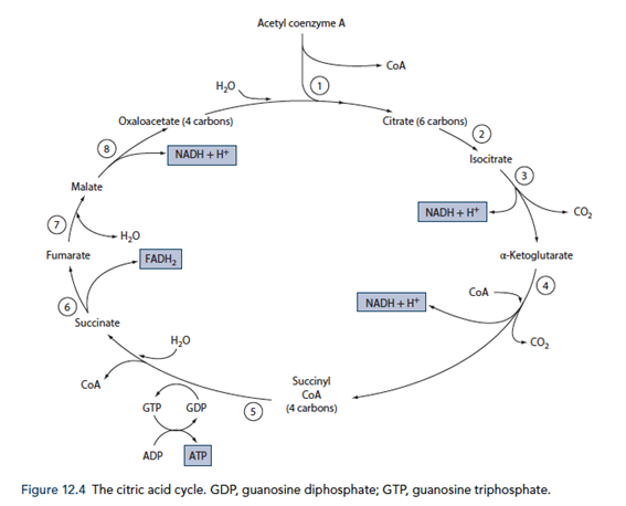 Diagram: The Citric Acid Cycle