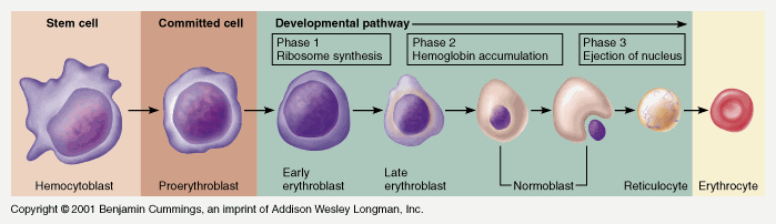 Diagram used in Blood constituents — Master Answer