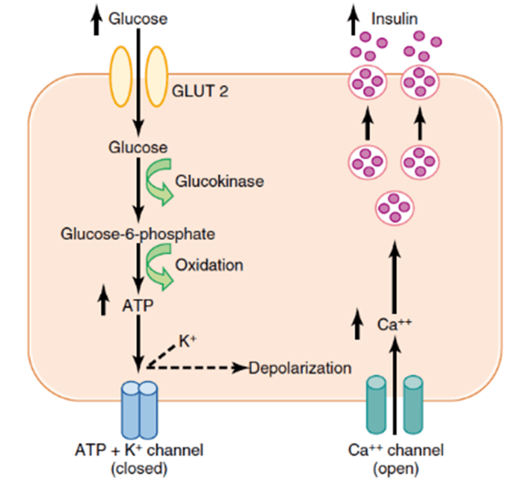 Diagram: Insulin
