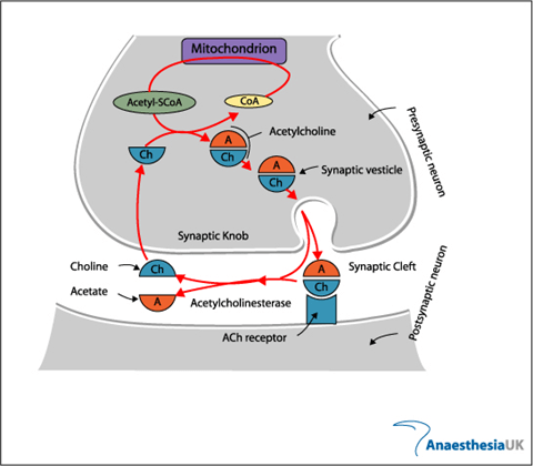 Diagram used in MSK – NMJ — Master Answer