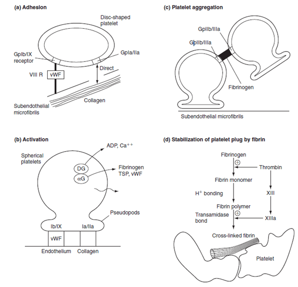 Diagram: Platelet aggregation:
