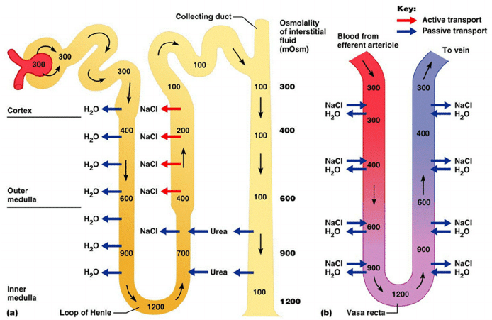 Diagram: Counter-current Mechanism in Kidney