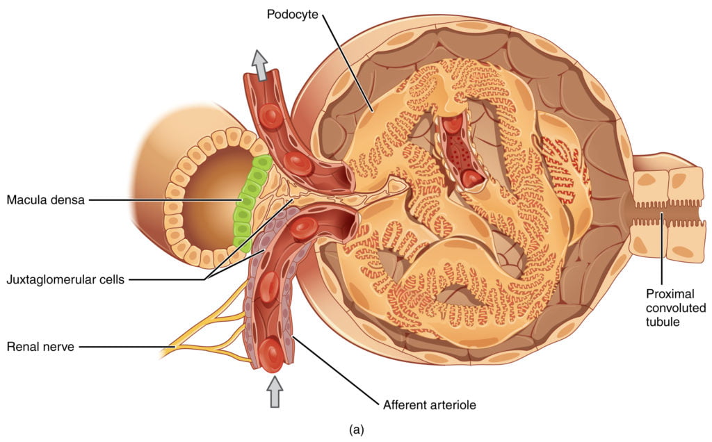 Diagram used in Renal – Blood Flow — Master Answer