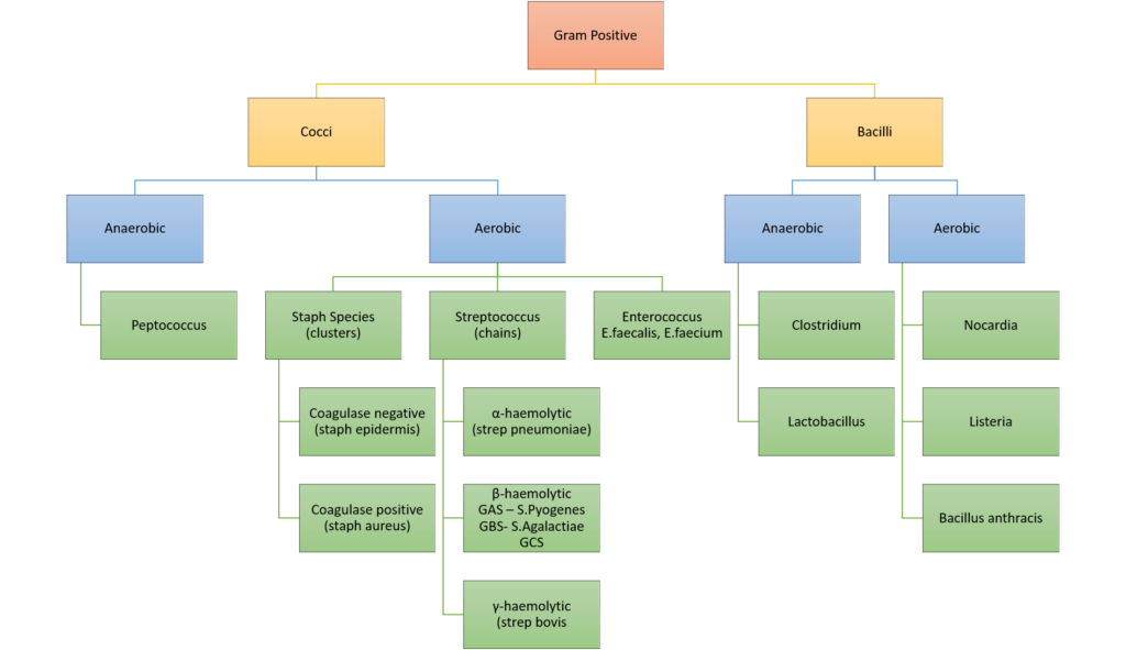 Diagram: Classification of bacteria
