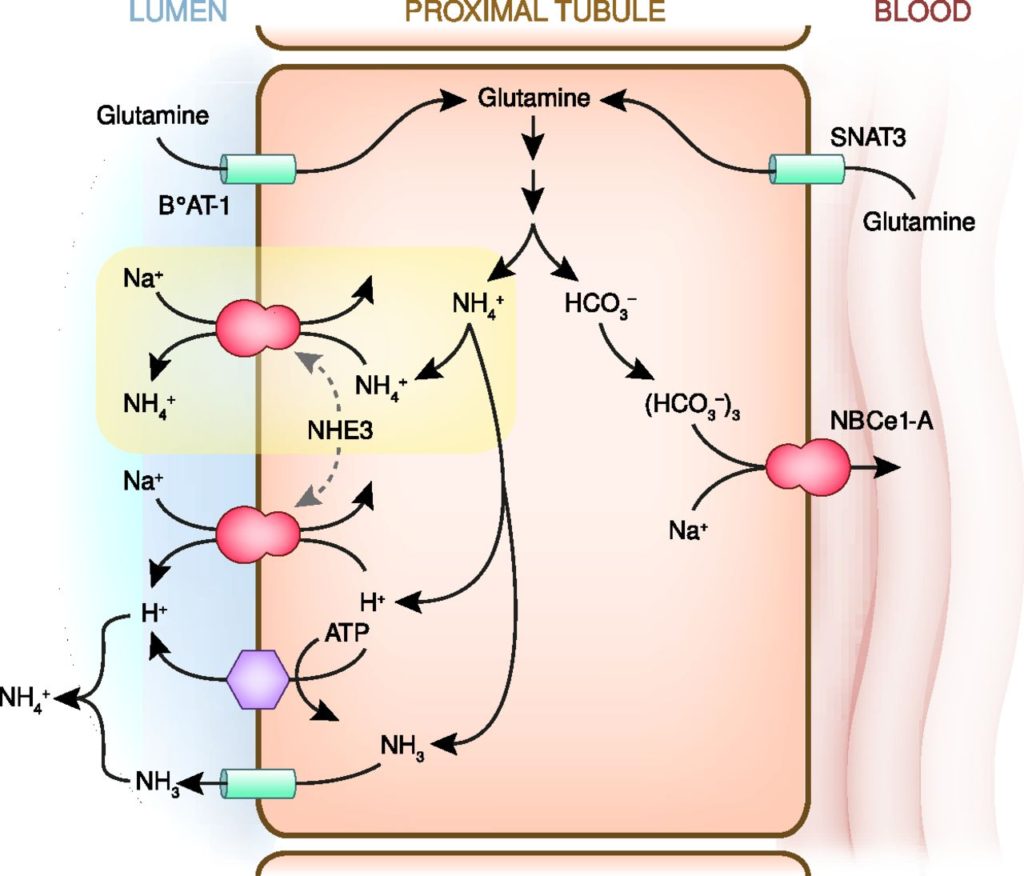Diagram: Excretion of ammonia by Kidney