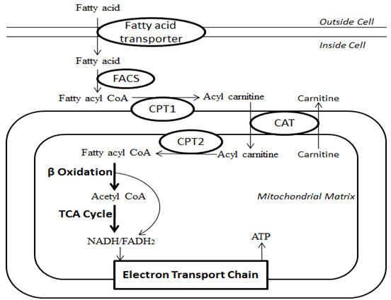 Diagram used in Metabolism — Master Answer