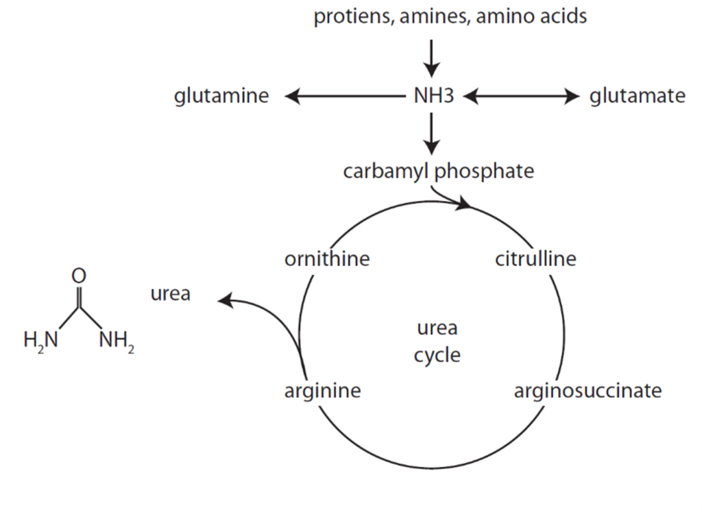 Diagram used in Metabolism — Master Answer