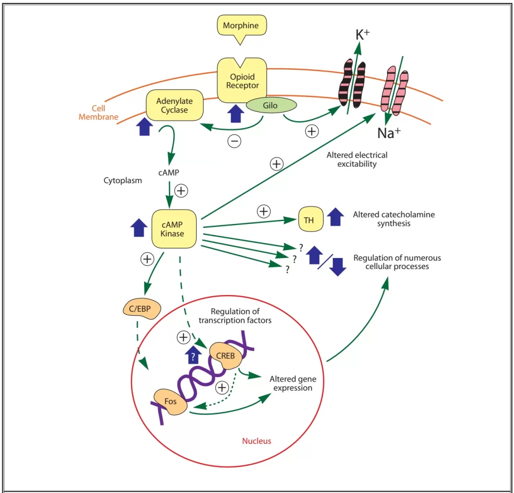 Diagram used in PainPharm – Receptors — Master Answer