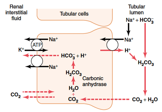 Diagram used in Glomerulus & Tubule — Master Answer