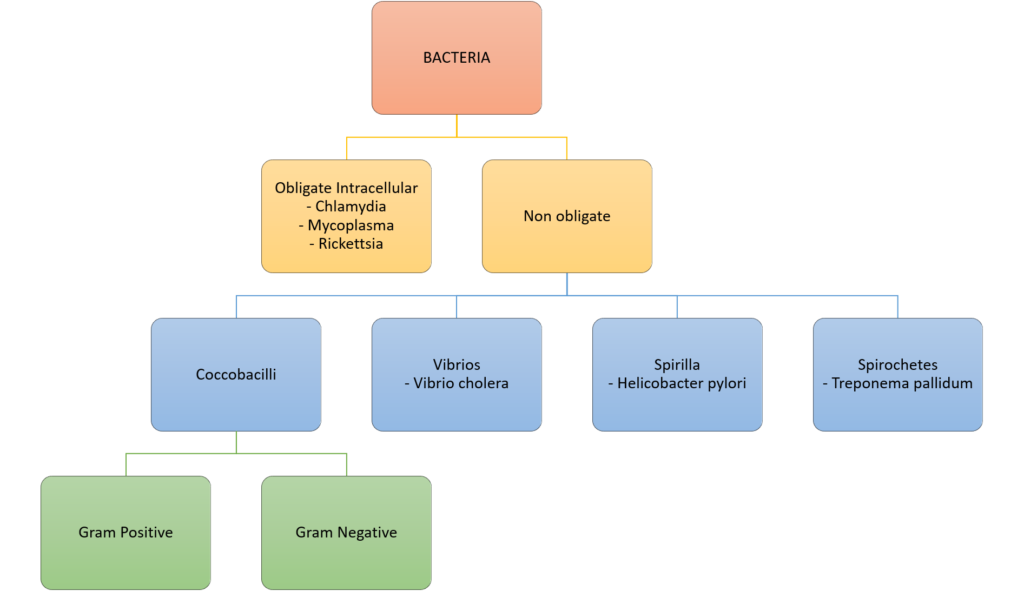 Diagram: Classification of bacteria