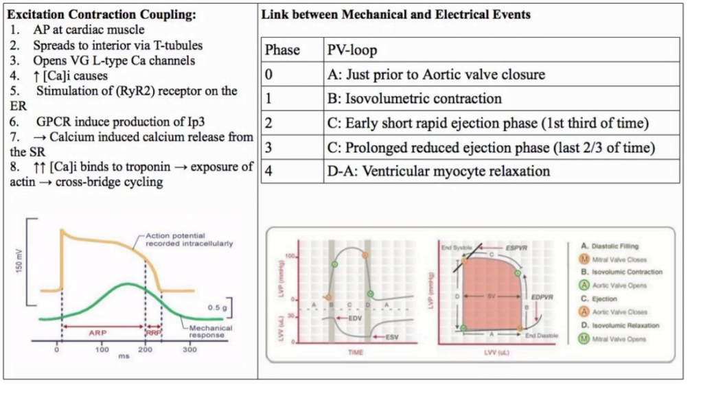 Diagram used in Cardiac Cycle — Master Answer