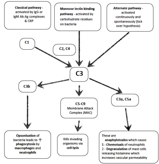 Diagram: Mechanism