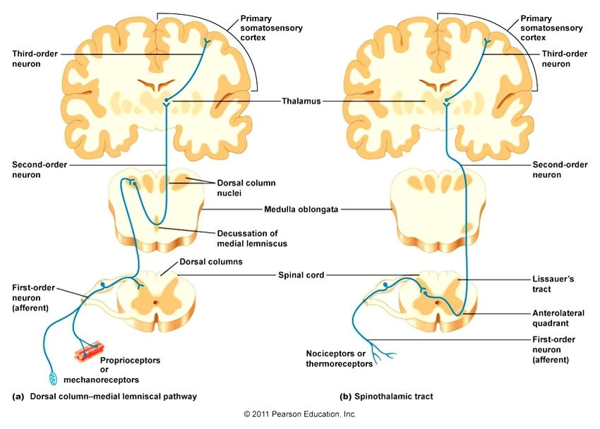 Diagram: SOMATOSENSORY PATHWAYS