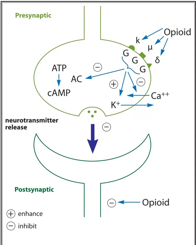 Diagram used in PainPharm – Receptors — Master Answer