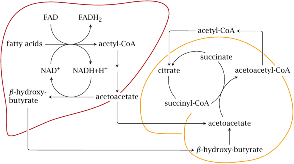 Diagram: Metabolism