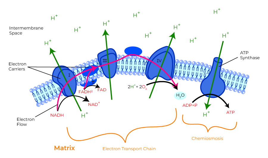 Diagram used in Blood constituents — Master Answer