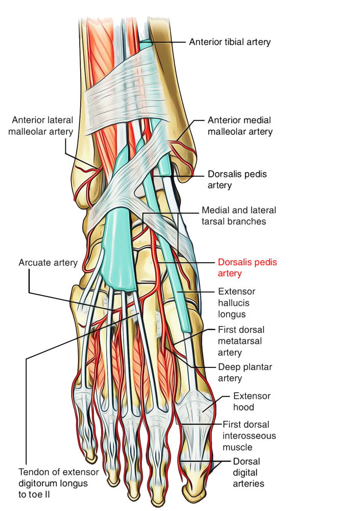 Diagram used in Procedure – Arterial Access — Master Answer