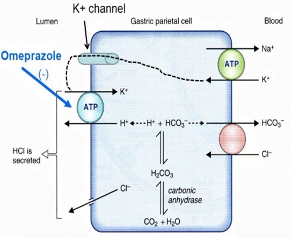 Diagram: Mechanism of Gastric Acid Secretion