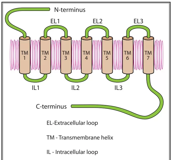 Diagram: Opioid Receptor Structure and Activation