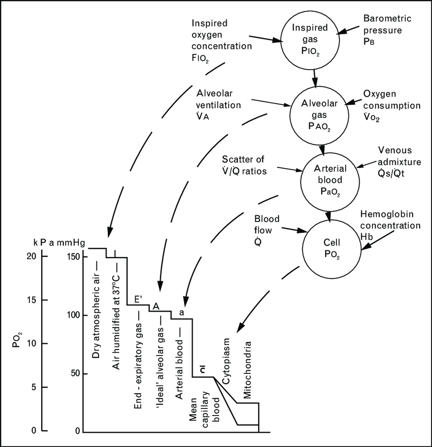 Rational use of oxygen in medical disease and anesthesia, Christian S Meyhoff, March 2012, Current Opinion in Anaesthesiology 25(3):363-70