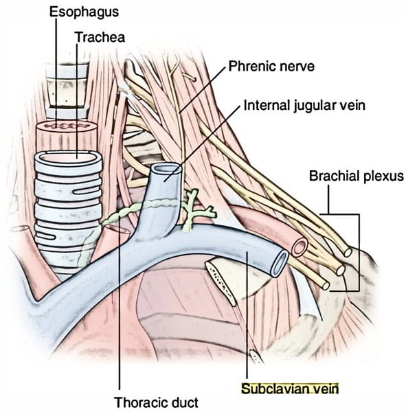 Diagram: Surface Anatomy
