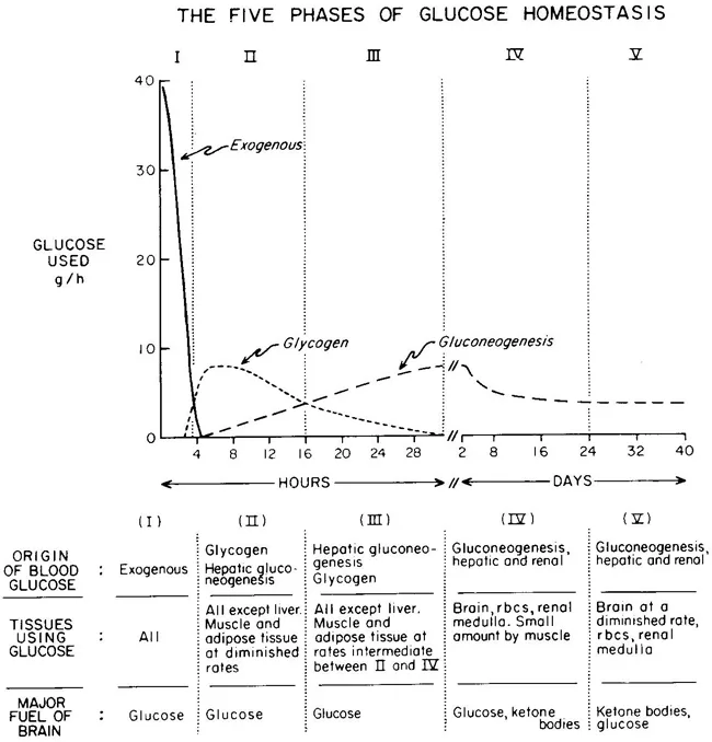 Diagram: Glucose Homeostasis