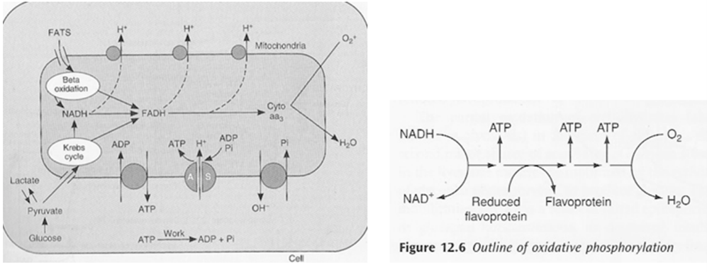 Diagram: Oxidative Phosphorylation - Mitcochondria Energy Production