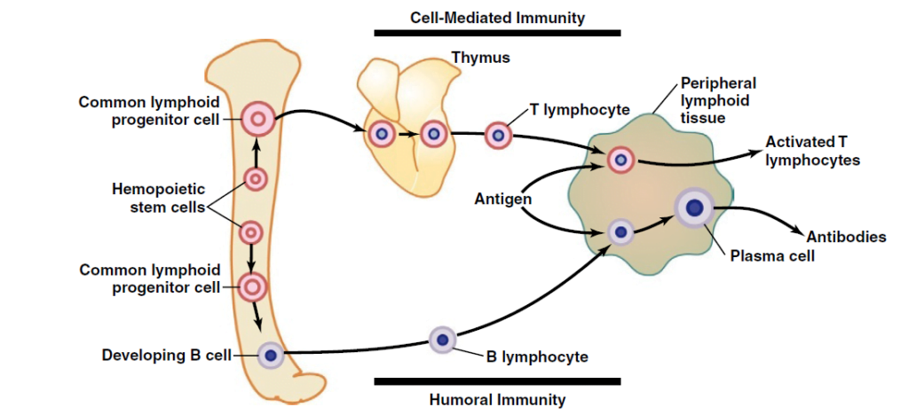 Diagram used in Immuno – Inflamation, Immunity — Master Answer