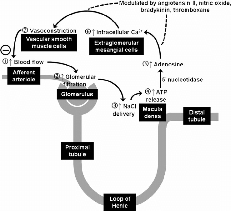 TUBULO GLOMERULAR FEEDBACKImage