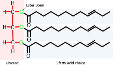Diagram used in Metabolism — Master Answer