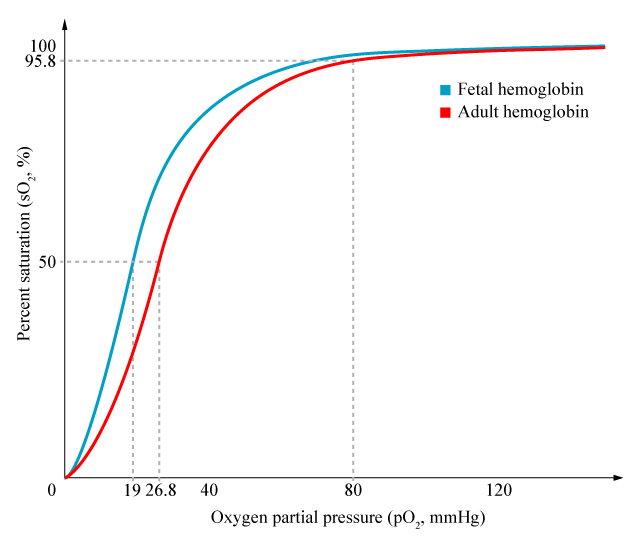 Diagram used in Placental transfer — Master Answer