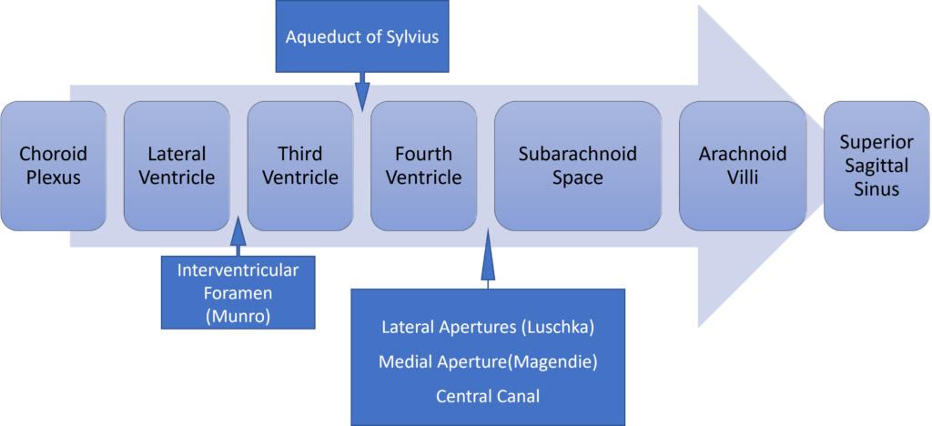 Diagram: Distribution / Circulation of CSF