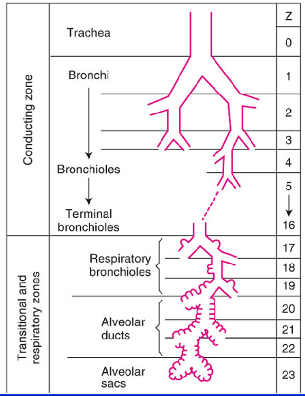 Diagram: Tracheobronchial Tree