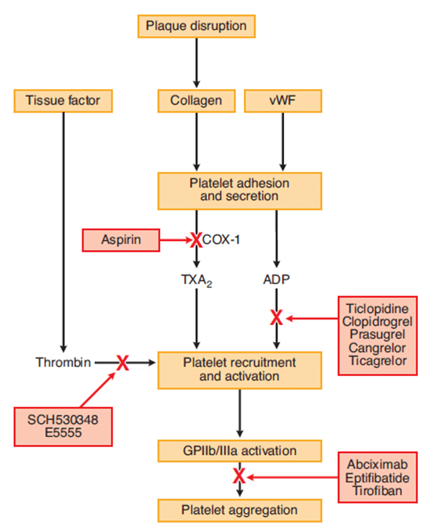 Diagram used in Phaemacopeia – Antiplatelet Agents — Master Answer