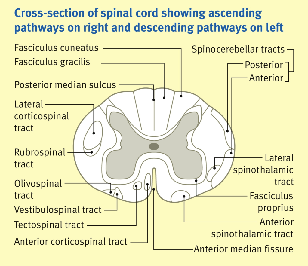 Diagram used in Neuro – Pathways — Master Answer