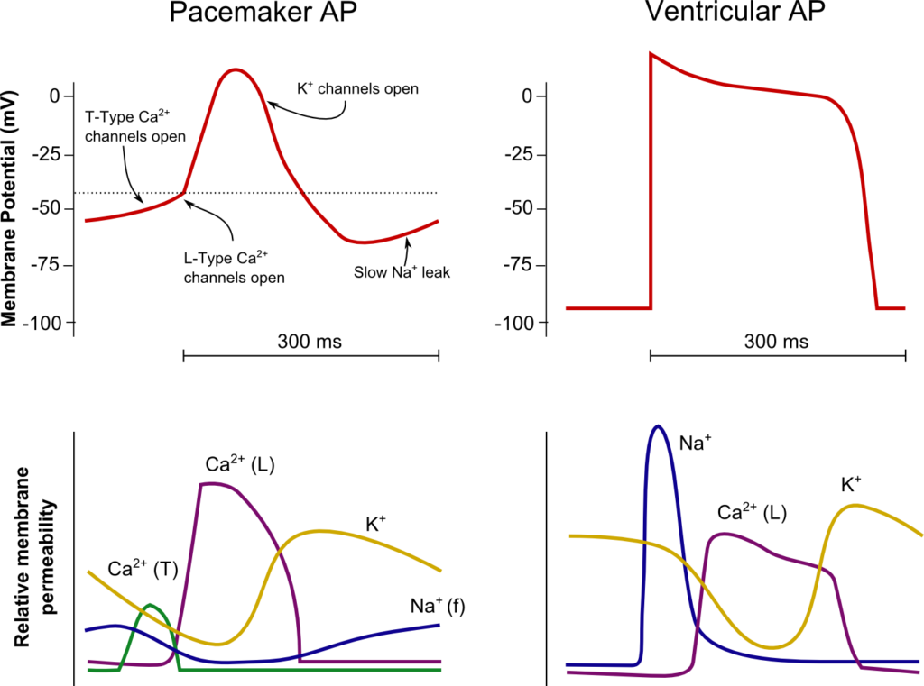 Diagram: Occurs in the sinoatrial node