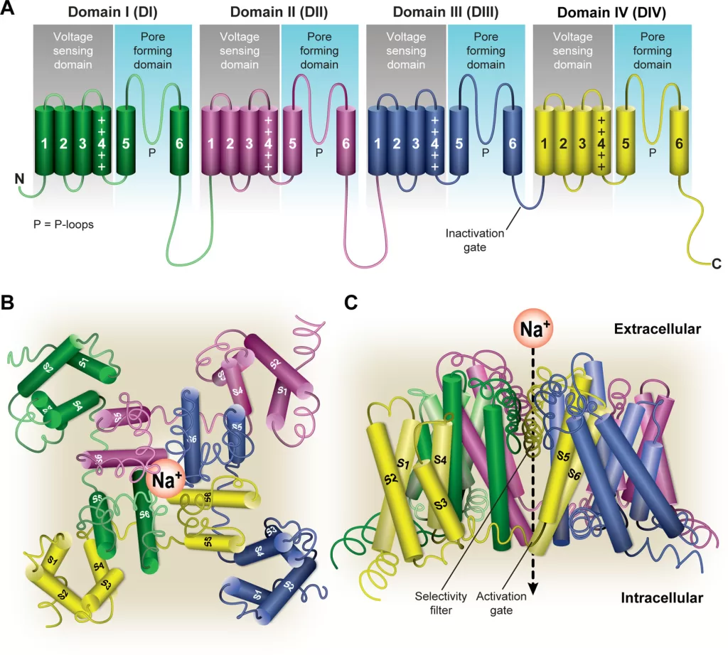 Diagram: α subunit