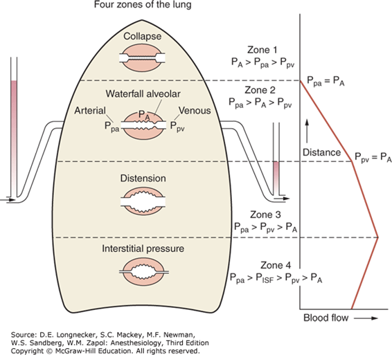 Diagram used in Pulmonary Circulation — Master Answer