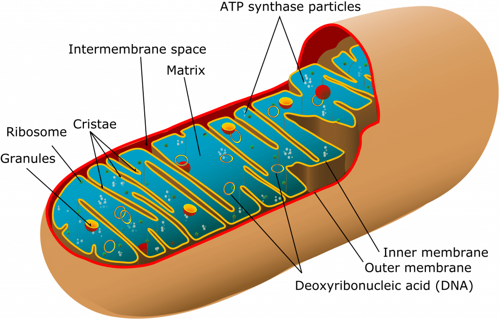 Diagram: Structure of the Mitochondrion