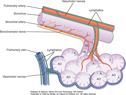 Diagram: Lining Epithelium