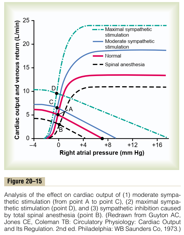 Diagram: Autonomic Regulation