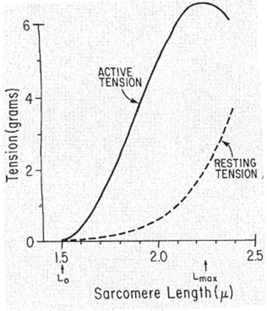 Diagram used in MSK – Tension — Master Answer