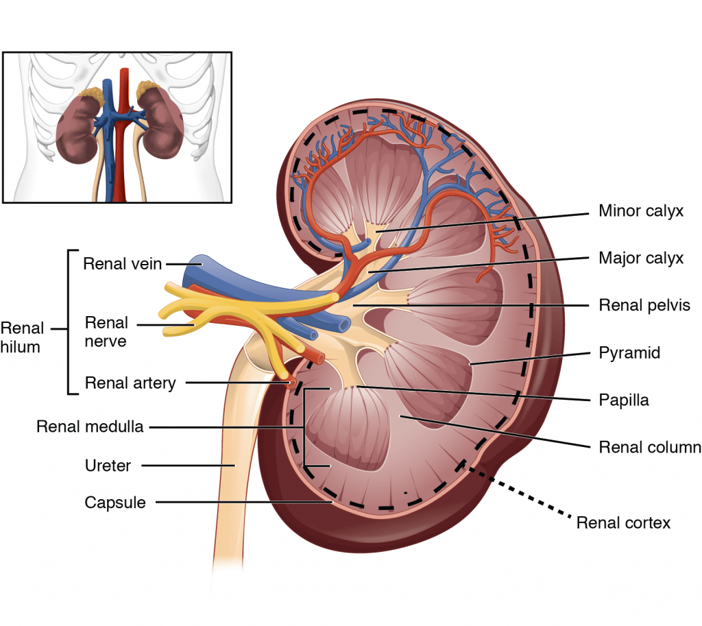 Diagram used in Renal – Blood Flow — Master Answer