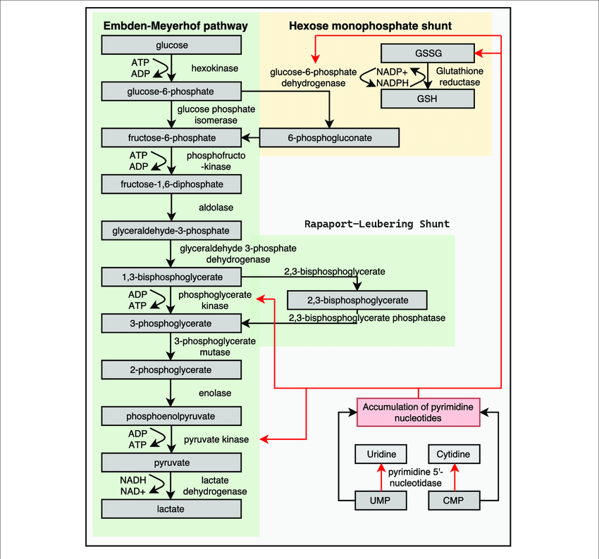Diagram used in Blood constituents — Master Answer